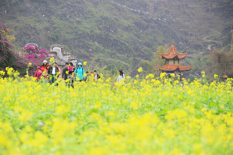 鵝泉百畝花開，去看那片花海世界