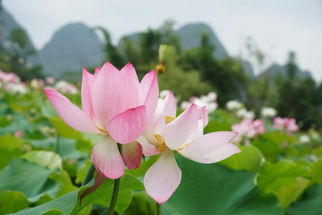 【荷處覓清涼】靖西：荷花盛開 避暑好去處